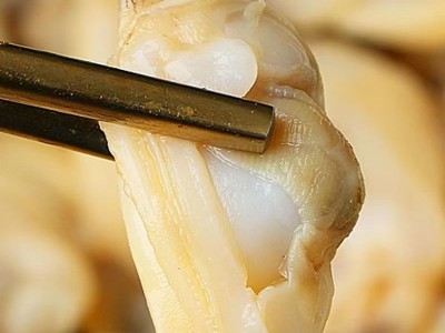 花甲肉蛤蜊肉无沙花甲肉文蛤贝壳肉嘎啦肉海产无沙黄蚬子蛤蜊肉图4