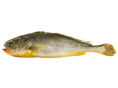 鲜冻大黄鱼新鲜生鲜鲜活冰鲜黄鱼海鱼宁德特产黄花鱼550g-650g装图5
