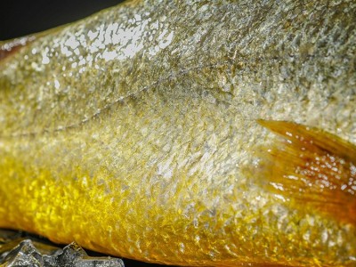 鲜冻大黄鱼新鲜生鲜鲜活冰鲜黄鱼海鱼宁德特产黄花鱼550g-650g装图4