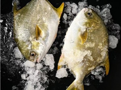 鲜冻野生金鲳鱼400-450g/条深海捕捞海鲜水产餐饮鱼类批发金昌鱼图2