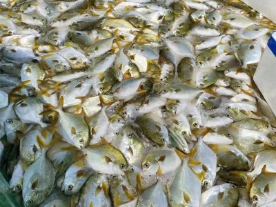鲜冻野生金鲳鱼400-450g/条深海捕捞海鲜水产餐饮鱼类批发金昌鱼图4