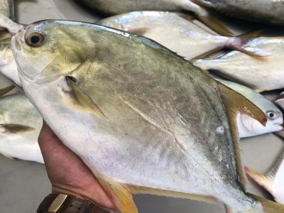 鲜冻野生金鲳鱼400-450g/条深海捕捞海鲜水产餐饮鱼类批发金昌鱼图5