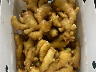 大量出售批发保鲜姜风干姜 耐保存真空包装姜大小规格 包装齐全图3