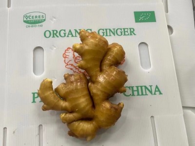 大量出售批发保鲜姜风干姜 耐保存真空包装姜大小规格 包装齐全图4