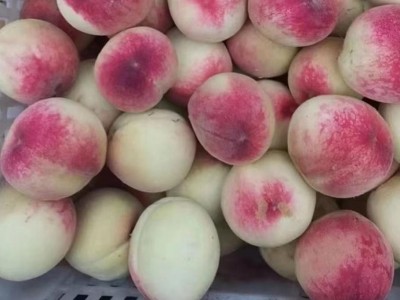 绿泰宝 核苷酸水剂叶面肥 生根壮苗水溶肥 生根增产 抗旱抗寒图5