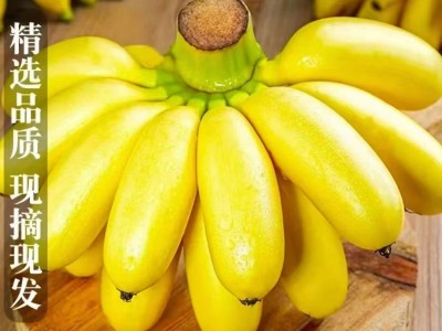 海南皇帝蕉新鲜香蕉5斤代发包邮当季孕妇水果帝王蕉皮薄小米蕉图2