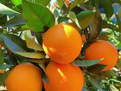 正宗江西赣南脐橙新鲜橙子江西赣南甜橙水果果冻鲜橙批发包邮图5