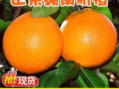 赣南脐橙新鲜应季水果超甜口感细腻爽口图2