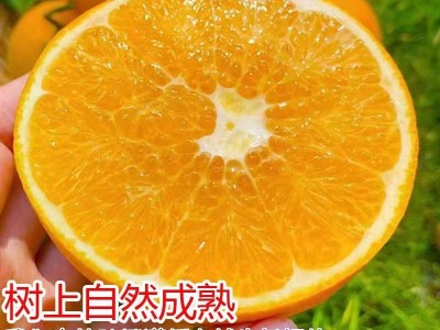 赣南脐橙新鲜应季水果超甜口感细腻爽口图3
