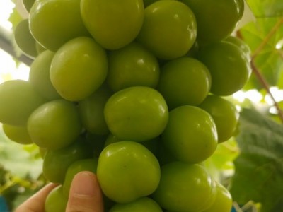 云南阳光玫瑰葡萄特大新鲜水果当季水晶整串晴王香印净果3斤顺丰图4