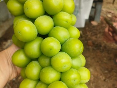 云南阳光玫瑰葡萄特大新鲜水果当季水晶整串晴王香印净果3斤顺丰图1