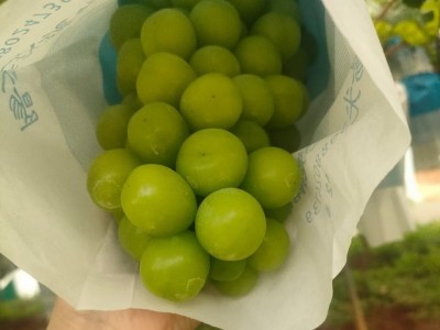 云南阳光玫瑰葡萄特大新鲜水果当季水晶整串晴王香印净果3斤顺丰图3