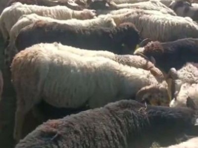 【加加牛羊】羊肉 天然散养 农家养殖 营养无添加图2