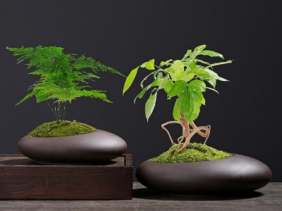 复古紫砂蝴蝶兰绿萝文竹发财树君子兰吊兰中式盆景绿植花盆盆栽图3