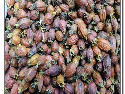 野生栀子小栀子炒栀子中药材500g散装批发厂家直售极速发货图4