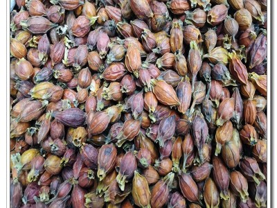 野生栀子小栀子炒栀子中药材500g散装批发厂家直售极速发货图2