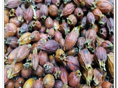 野生栀子小栀子炒栀子中药材500g散装批发厂家直售极速发货图3