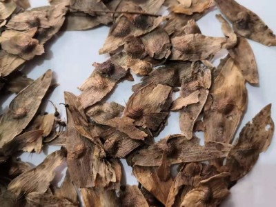 中药材凤眼草 椿荚 凤眼子 臭树铃铛 臭椿子 春铃子批发零售图4