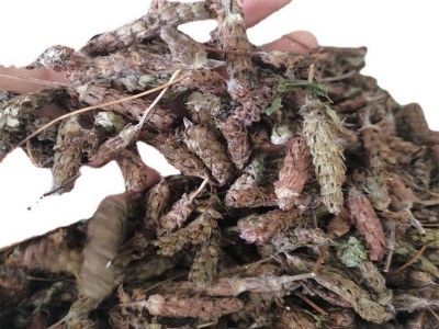 供应 夏枯球 夏枯草1000克 批发零售 品种齐全 批发零售图5