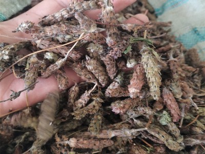 供应 夏枯球 夏枯草1000克 批发零售 品种齐全 批发零售图3