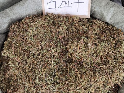 批发中草药 含羞草 含羞草根 知羞草 怕羞草 喝呼草 怕丑草图5