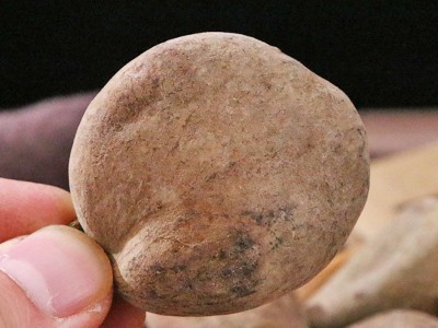 中药材五倍子 百虫仓百药煎厂家产地货源中药材大货批发散装五倍图3