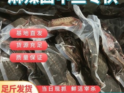 鲜活现杀麻辣小甲鱼卤甲鱼半成品商用去皮老鳖冷冻一整箱新鲜真空图2