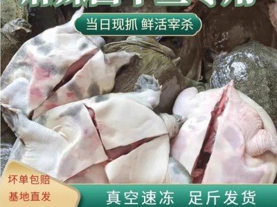 鲜活现杀麻辣小甲鱼卤甲鱼半成品商用去皮老鳖冷冻一整箱新鲜真空图3