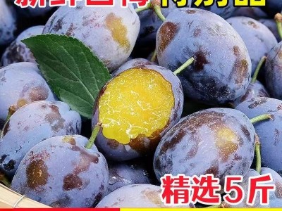 严选西梅子果孕妇水果非智利西梅新疆西梅干女神西梅鲜果批 发代发图1