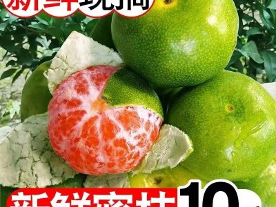 严选新鲜现摘云南青皮橘子蜜桔子应季当季孕妇水果9斤青绿 皮蜜橘图2