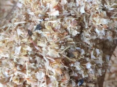 厂家供应 饲料级对虾壳 虾糠 现货充足 腥味好图3