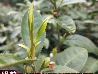 明前龙井43扁型茶叶遂昌豆香板栗香黄版新茶浙南茶叶高山茶乌牛早图4