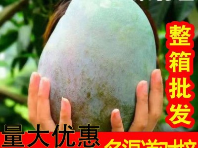 【批发】四川攀枝花凯特芒 代发3斤青芒甜糯大脸芒果当季新鲜水果图1