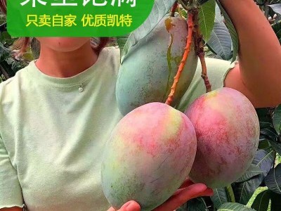 【批发】四川攀枝花凯特芒 代发3斤青芒甜糯大脸芒果当季新鲜水果图2