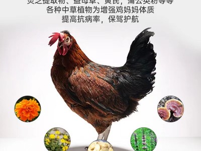 500天老母鸡整只新鲜现杀富硒可生食土鸡月子鸡春节送礼商用批发图3
