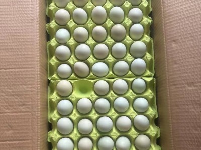 绿壳土鸡蛋鲜活玉米鸡蛋现捡整箱批发好鸡蛋可生食口感香糯无腥味图4