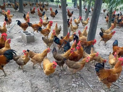 土鸡农家散养麻鸡山林散养现杀新鲜老母鸡整只原生态山林放养土鸡图3