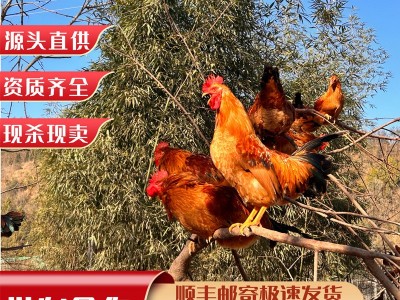 浙江土鸡散养三黄鸡农家原生态公鸡三林走地鸡整鸡现杀源头直供批图3