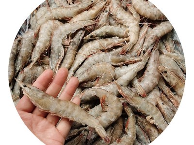 现货批发 大板虾40-50冷冻白虾盐冻虾商用整箱批发基地图5