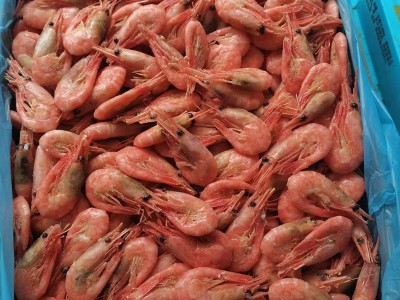 现货批发 即食北极虾带籽腹籽海鲜水产冻虾北极甜虾图2