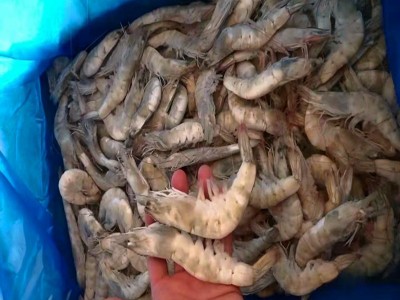 商用厄瓜多尔白虾大板盐冻散装青虾 实惠整箱净6kg批发冷冻海水虾图2