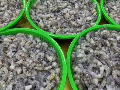 椿玲优鲜蓝虾大虾仁整箱包邮10kg冷冻干冰青虾仁商用酒店餐饮冷冻图3