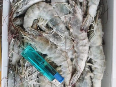现货批发桑塔厄瓜多尔白虾盐冻海捕虾3040大虾2030 烧烤自助婚宴图4