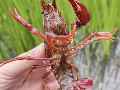 湖北洪湖清水鲜活小龙虾789钱五斤虾超大冷链包邮产地批发小龙虾图3