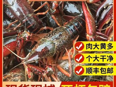 湖北洪湖清水鲜活小龙虾789钱五斤虾超大冷链包邮产地批发小龙虾图2