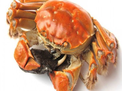 螃蟹批发阳湖大闸蟹洪湖大闸蟹河蟹特大蟹批发死蟹包赔满膏公蟹图3