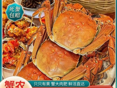 螃蟹六月黄大闸蟹精品塘活蟹货好品质味美鲜甜大闸蟹螃蟹批发图2