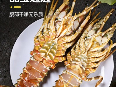 小青龙虾鲜活动速冻大龙虾花龙现货供应码头直发东山海鲜批发大虾图2