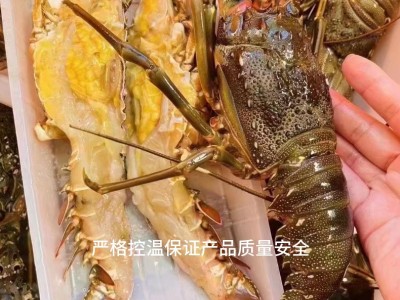 小青龙虾鲜活动速冻大龙虾花龙现货供应码头直发东山海鲜批发大虾图3