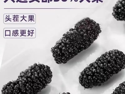 一件代发罐装新疆黑桑葚干批发 头茬饱满即食黑桑葚果干泡茶泡酒图2